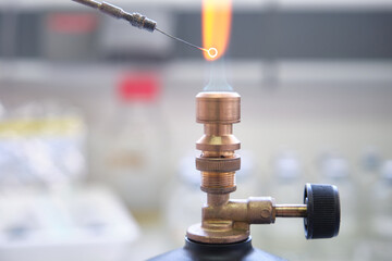 Close up of inoculation loop being sterilized in flame of gas bunsen burner in a laboratory....