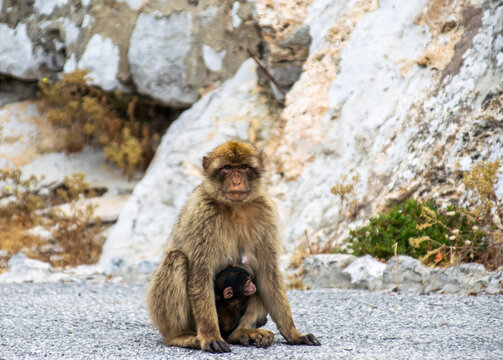 Photo of a female macaque in Gibraltar cuddling her baby. Wild and free monkey in the rock