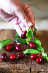 Selective focus. Fresh dogwood berry in hand. Dogwood leaves.