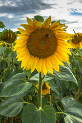 Sunflower field landscape in summer.Blooming yellow sunflowers. Close-up of sunflowers at sunset. Rural landscape cloudy blue sky. Agricultural scenery.Macro view of sunflowers in full bloom