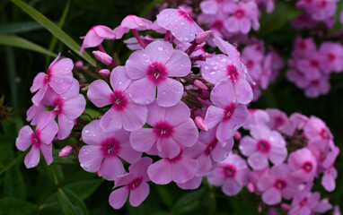 Blooming pink Phlox in the garden close-up. Large inflorescences.