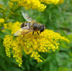 Schwebflige auf einer Wildblume