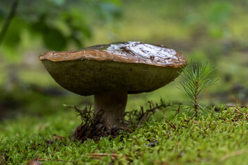 Old orange-cap boletus in moss, next to a small pine tree. Wild edible mushroom. 