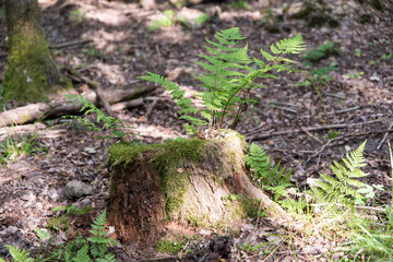 Fototapeta premium new fern growing on dead tree