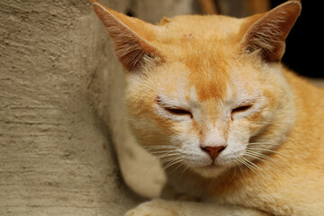 Image of a Cat from my village home