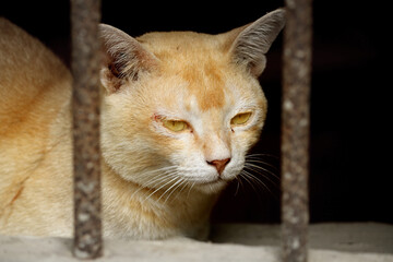 Image of a Cat from my village home