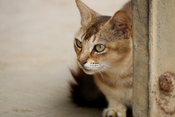 Image of a Cat from my village home