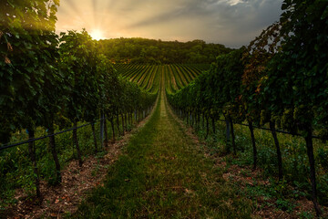 Naklejka premium sunset over the green vineyards