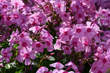 Blooming pink Phlox in the garden close-up. Large inflorescences.