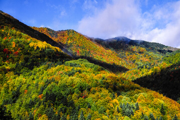 Bosque mixto caducifolio. Cerca de Fanlo. Zona de proteccion del parque Nacional Ordesa y Monte...
