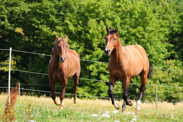 Obraz na płótnie Canvas Zweijährige American Quarter Horse Hengste