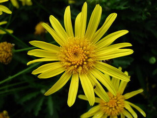 Venezuela Flowers