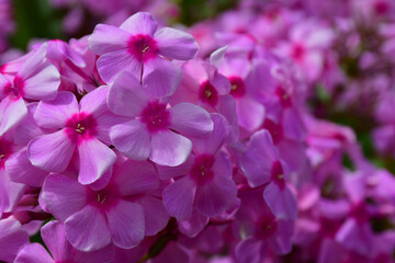 Blooming pink Phlox in the garden close-up. Large inflorescences.