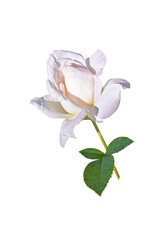 Naklejka na ściany i meble white rose flower isolated on white