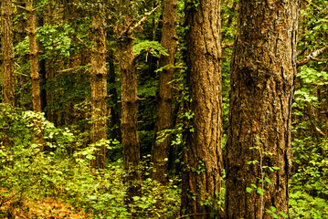 Bosque de Xenac. Olot. Garrotxa.Catalunya. España.