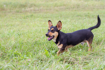Naklejka na ściany i meble Brown young dachshund with big ears standing on green grass on field