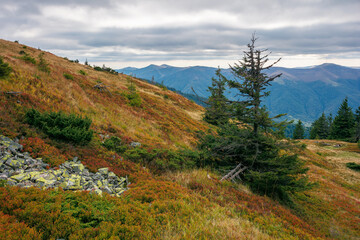 spruce forest on the hillside meadow. beautiful mountain landscape in autumn season. high ridge in the distance. rainy weather with cloudy sky