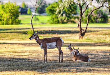 Antelope heard on the golf course behind my house.

