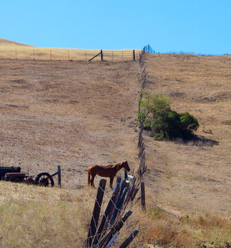 Chestnut horse on a farm looking out past the fence