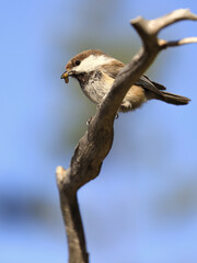 Siberian Tit
