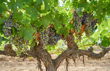the bunches of grapes in the vineyard © SANTIAGO