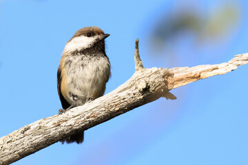 Siberian Tit