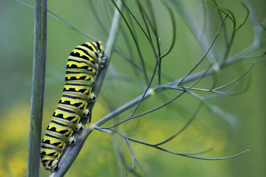 A Black Swallowtail Butterfly Caterpillar Eats Dill In A Summer Garden