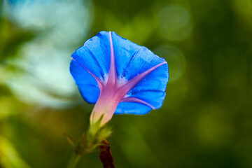 Fototapeta na wymiar the ground blue or blue rock bindweed is a species of flowering plant in the family Convolvulaceae