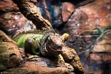 iguana on a tree