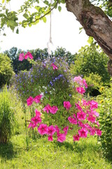 Blumenampel mit pinken Petunien im Garten hängt am Baum