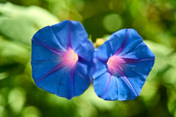 the ground blue or blue rock bindweed is a species of flowering plant in the family Convolvulaceae © SANTIAGO