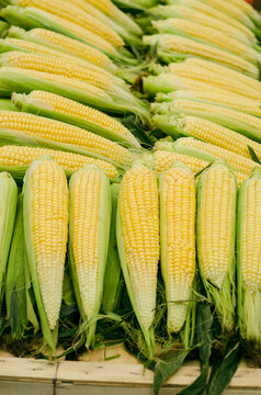 Fresh organic corn on a market