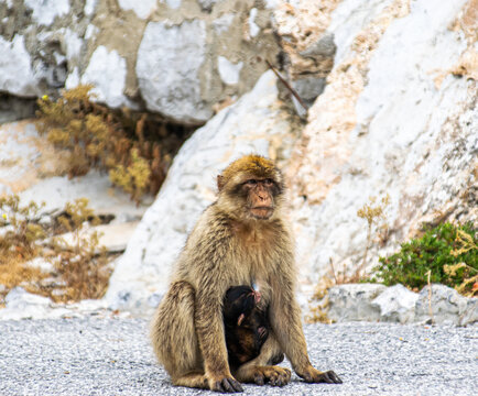 Photo of a female macaque in Gibraltar cuddling her baby. Wild and free monkey in the rock