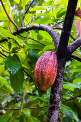Cacao fruit (Theobroma cacao), Baracoa, Guantanamo province, Cuba