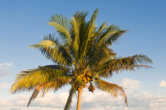 Palm tree, Baracoa, Guantanamo province, Cuba. © Gabrielle