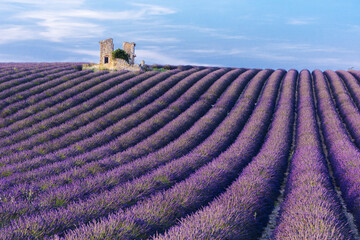 Lavender field in Provence