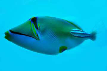 Fototapeta na wymiar Picasso fish isolated on blue sea background
