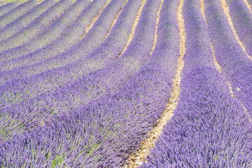 Lavender field in Provence