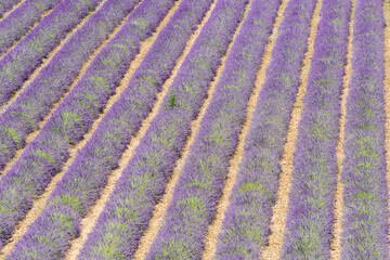 Lavender field