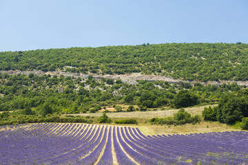 Lavender field in Provence in France