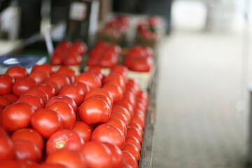 Ripe Tomatoes At A Farm Stand