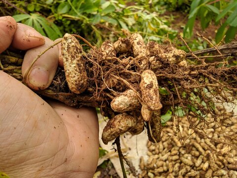 Harvesting Peanut with a hand