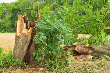 Fototapeta na wymiar A tree felled by lightning during a thunderstorm