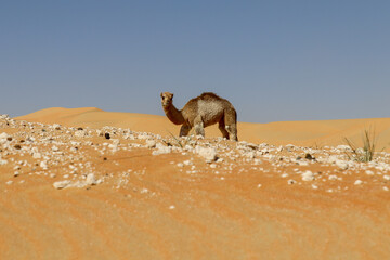 Camel calf in the desert