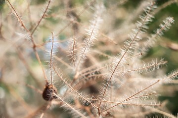 Botanical Garden Spiderweb Plant
