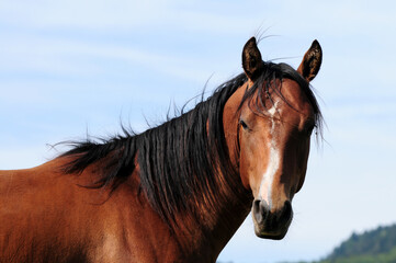 Obraz premium Zweijähriger American Quarter Horse Hengst