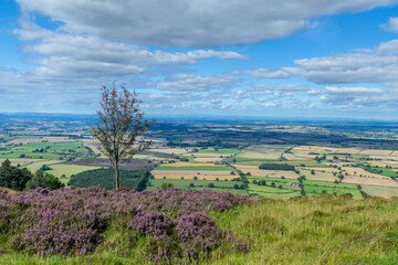 Plakat Pink heather and a small lonely tree in the foreground with fields below stretching into the distance.
