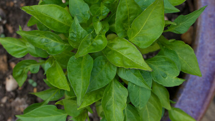 View of pimento or pepper foliage from above in pot