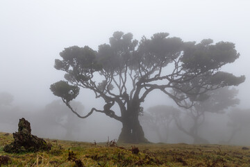 Old spreading tree on the edge of a foggy mysterious forest in Madeira
