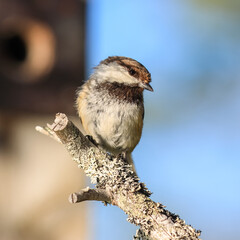 Siberian tit near the nest box